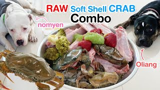 Pit Bulls 1st time eat RAW Soft Shell CrabampDuckfruity smoothie ASMR BARF MUKBANG  犬はカニを食べる 咀嚼音 [upl. by Eb]