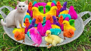 World Cute Chickens Colorful Chickens Rainbows Chickens Cute Ducks Cat RabbitsCute Animals [upl. by Lilybelle]