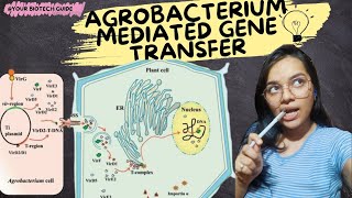 Agrobacterium mediated gene transfer [upl. by Leicester]