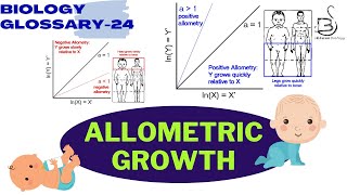 ALLOMETRIC GROWTH  Human physiology  Biology Glossary [upl. by Jed347]