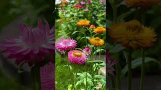 Helichrysum Bracteatum Everlasting Flower in my Garden Toronto 蜡菊花 20240718 [upl. by Kciredor]