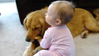 2 year old 85 lb dog Golden Retriever vs10month old baby girl [upl. by Atinrehs622]