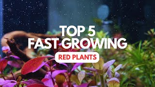 5 Red amp Purple Aquarium Plants  High Tech Planted Aquarium [upl. by Newcomb]