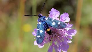 Zygaena ephialtes [upl. by Georgetta2]