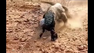 Goat eaten alive by Komodo dragon [upl. by Everest]