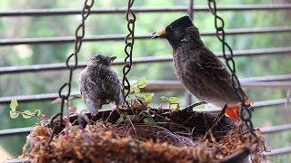 Baby bulbul learning to fly Red Vented Bulbul Nest Part 2 [upl. by Cirre822]