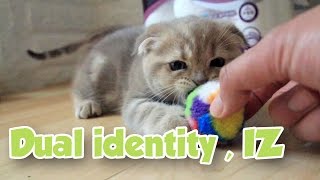 두 얼굴의 고양이 이즈 Dual Identity Cat おもちゃを執着する猫 SuriampNoel EP49 [upl. by Lezlie]