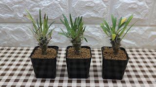 ซื้อต้นไม้ออนไลน์ EP 5 l IG Green Castus shop Pachypodium Lamerei [upl. by Ivets]