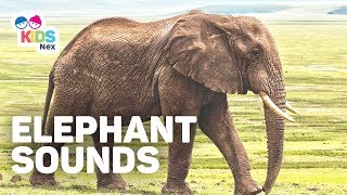 Animal Sounds for Kids  Elephant sounds Trumpet [upl. by Hawken]