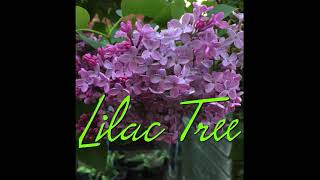 Discover the Beautiful amp Fragrant Lilac tree short garden tree flowers blossom shrub flower [upl. by Henrieta]