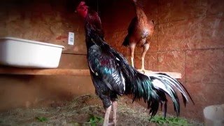 Pakistani Plucker Pullet [upl. by Deden]