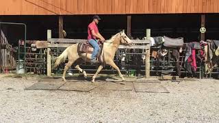 Sold 35 1214 yr 143h palomino QH gelding 1750 [upl. by Ecidna648]