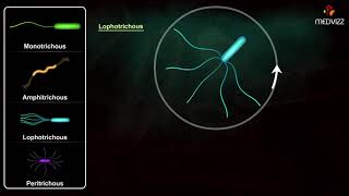 Flagella Arrangements  Arrangement of Bacterial Flagella [upl. by Calva549]