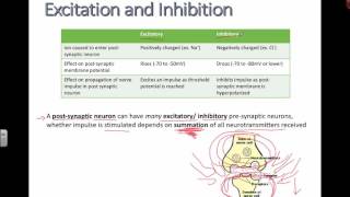 Excitation and Inhibition IB Biology [upl. by Seleta531]