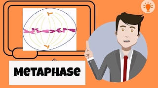 What happens during metaphase [upl. by Reyotal]