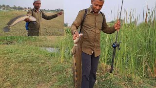 king size snakehead fish catching and kabra snakehead fish catch awesome fishing video [upl. by Emmalynne564]