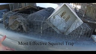 Most Effective Squirrel Trap  Ryans Favorite Trap  Repeater Trap [upl. by Idolla543]