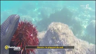 Oursin  le piquant du sud  La Quotidienne la suite [upl. by Namia]