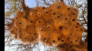 Social weaver birds one massive bird city [upl. by Mohun462]