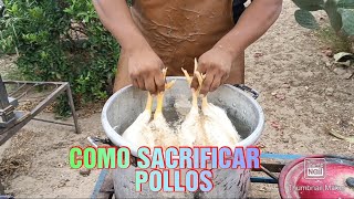 SACRIFICO MIS POLLOS FLACOS PARA AUTOCONSUMO FAMILIAR [upl. by Damas]