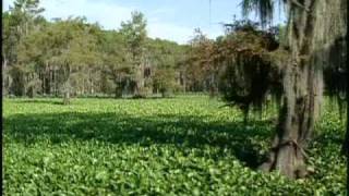 Invasive Species at Caddo Lake Texas [upl. by Azriel]