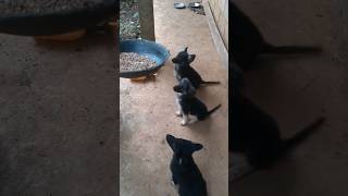 Adorable German Shepherd Puppies Mealtime Delight dog germanshepherd shortsviral shorts [upl. by Corny]