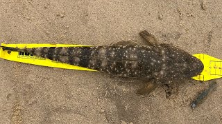 Rose Bay Sydney  Flathead Fishing Soft Plastics [upl. by Guy619]