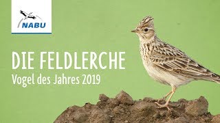 Die Feldlerche  Vogel des Jahres 2019 [upl. by Ahsiram]