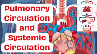 Pulmonary Circulation Systemic Circulation and Organ System Interactions Pt2 [upl. by Notsew49]