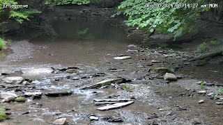 Forest Creek Crossing  Forestville New York USA [upl. by Bethany]