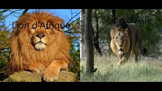 La différence entre le Lion dAfrique et le Lion dasie [upl. by Anehsak]