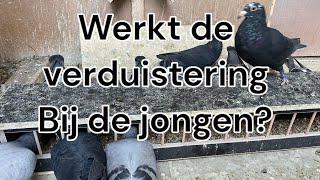 Werkt het verduisteren van de jongen  Oude duiven los  Postduiven [upl. by Lyon145]