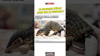 Le pangolin nétait donc pas le coupable  😲😱 actualités humour news [upl. by Bellanca]