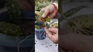 Croton plant leaf propagation in water after one month updateyoutubeshorts shorts ☘️☘️ [upl. by Enitsugua]