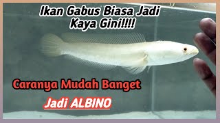 Channa striata AlbinoBegini Cara Membuat ikan gabus ini jadi seperti Albino [upl. by Romie905]