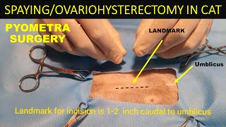 SPAYINGOVARIOHYSTERECTOMY IN CAT  PYOMETRA SURGERY IN CAT  SURGERY SERIES  VET ISMAEEL OFFICIAL [upl. by Inafetse846]