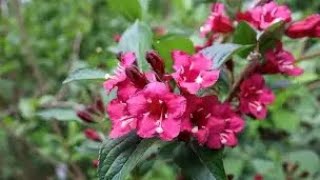 Weigela bush summer propagation [upl. by Domenic984]