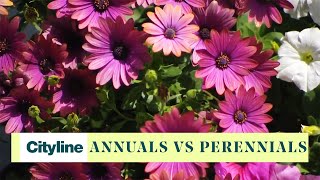 Plant Types Explained Annuals biennial perennials shrubs and trees guide [upl. by Enner]