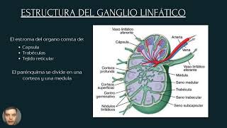 Ganglio linfático [upl. by Eiram]