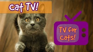 Videos for Cats to Watch Fun Nature Footage for Cats with Relaxing Music Birds Fish Lizards🐈📺 [upl. by Aihsenot]