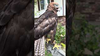 Black redtailed hawk X Ferruginous hawk hybrid falconry hawk redtailedhawk falcon [upl. by Lejna]