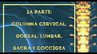 Columna vertebral 2a parte Columna cervical torácica lumbar sacra y coccígea [upl. by Dhruv199]