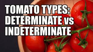 Determinate vs Indeterminate Tomatoes [upl. by Yonina]