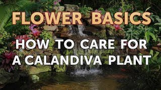 How to Care for a Calandiva Plant [upl. by Ssac]