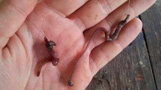 How to hook worms Fishing with live bait How to Fish channel [upl. by Noynek]