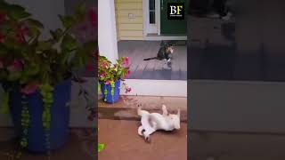 quotBest Funny Cats Dogs Compilation  Animal Momentsquotshorts [upl. by Scotti]