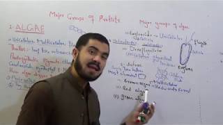 Biology 1 Plant like protists Algae lecture 3 kingdom Protista in Urdu Hindi by Dr Hadi [upl. by Luann]