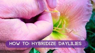 How To Hybridize Daylilies A Fast amp Easy How To  Oakes Daylilies [upl. by Bridget779]