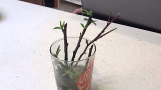 Starting Cherry Tree Cuttings in water with willow tree pieces [upl. by Eltrym178]