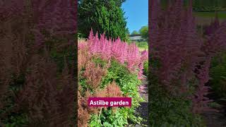 Astilbe garden flowers garden plantlove flower flowersart gardenshorts beautiful [upl. by Hightower]